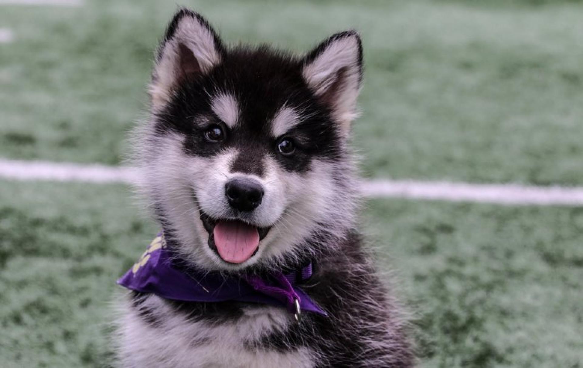 Lorna Hamill Headshot